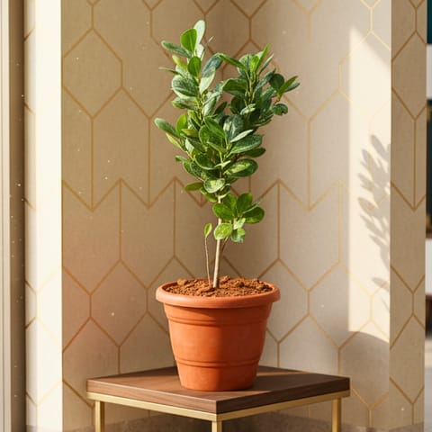 Panda Ficus in 7 Inch Live Plant Red Classy Plastic Pot