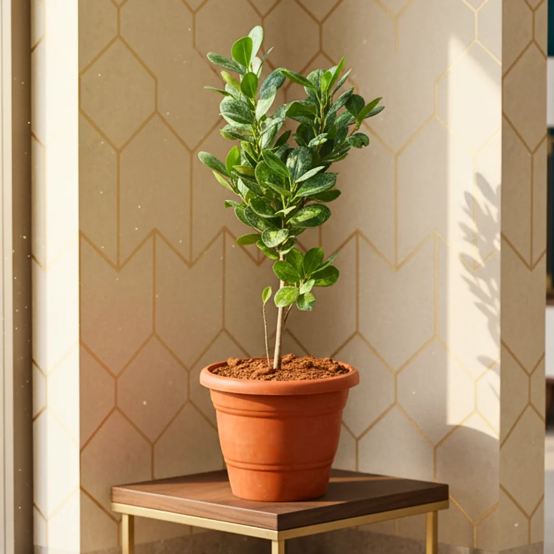 Panda Ficus in 7 Inch Red Classy Plastic Pot