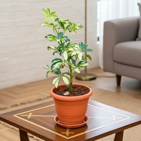 Schefflera Variegated in 7 Inch Classy Red Plastic Pot with Tray