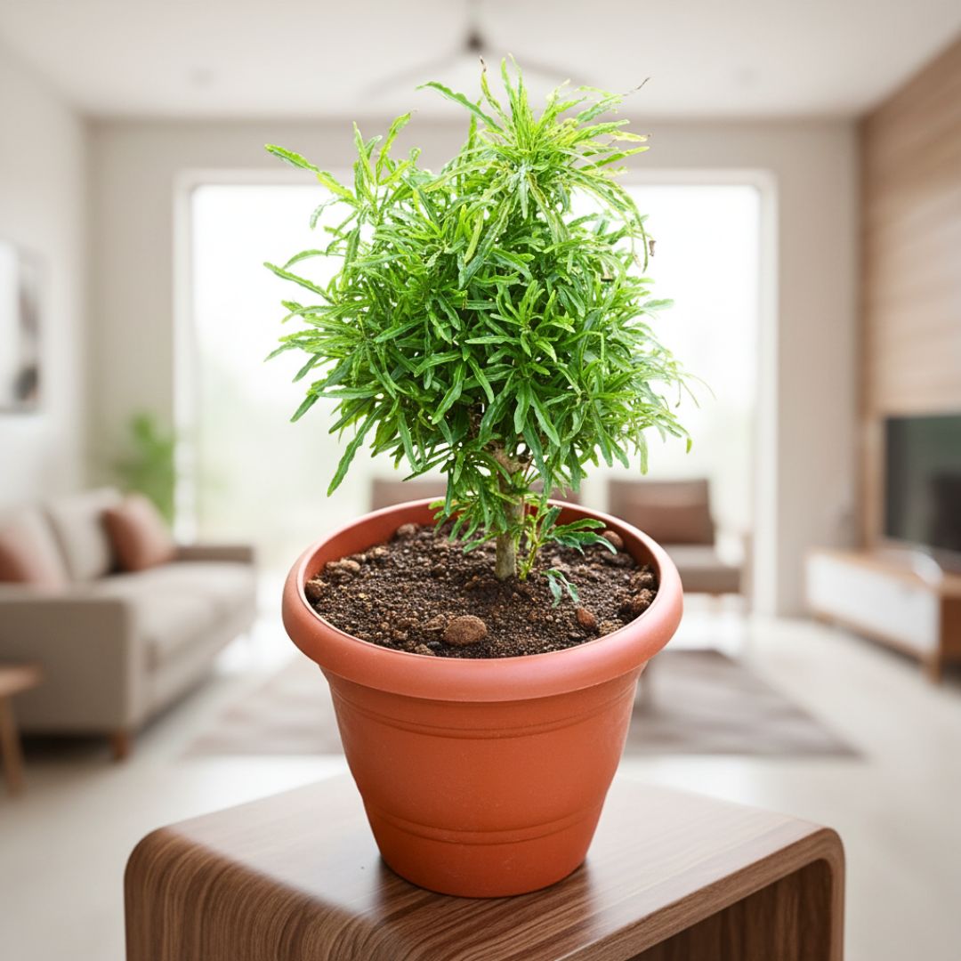 Aralia Green in 7 Inch Classy Red Plastic Pot