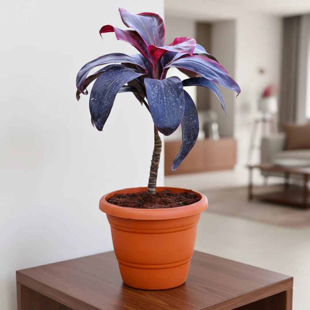 Dracaena Rosea in 7 Inch Classy Brown Plastic Pot