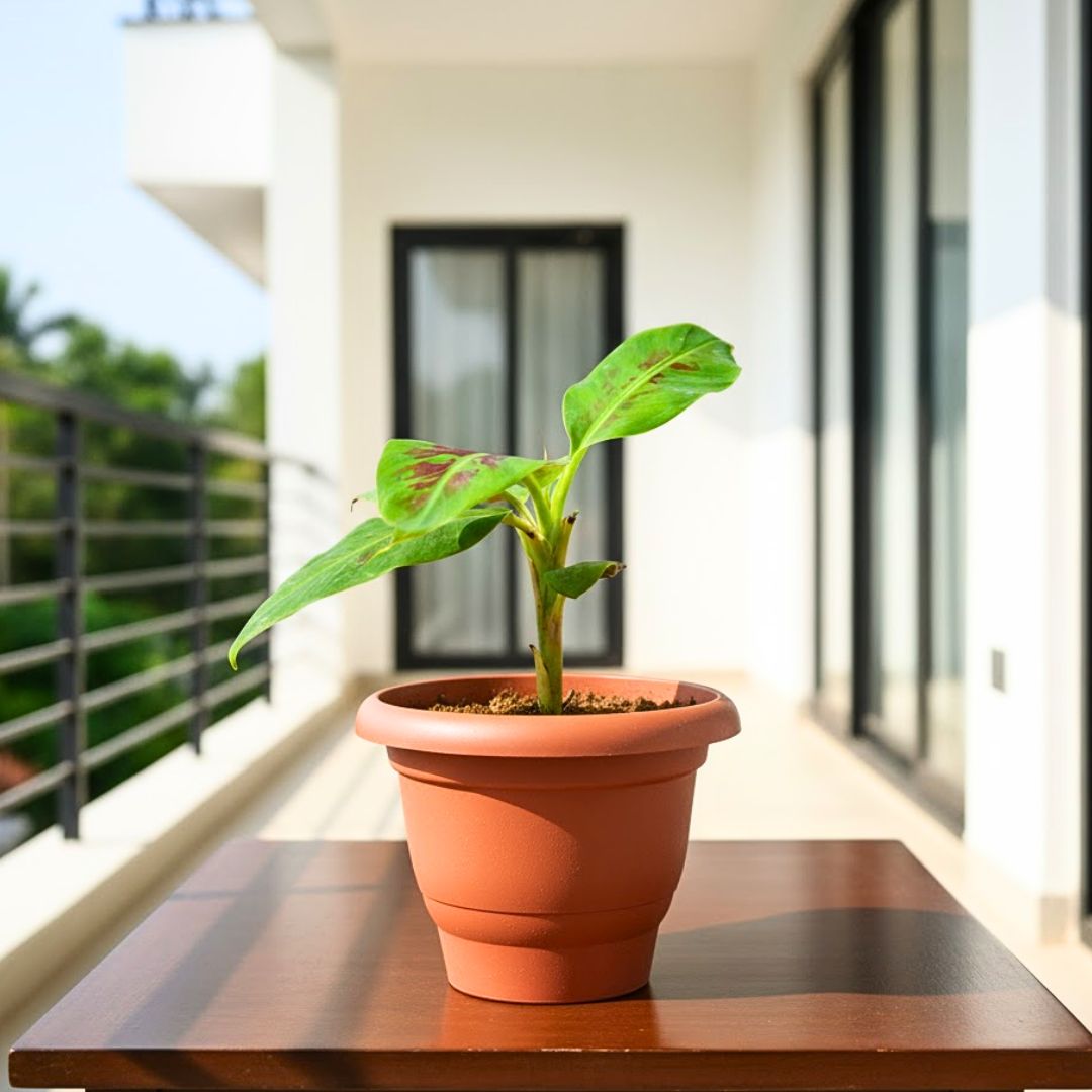 Banana in 8 Inch Terracotta Red Classy Plastic Pot