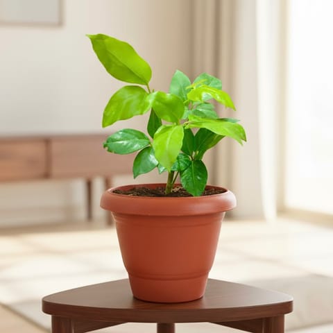 Schefflera Brassia in 10 Inch Live Fresh Plant Terracotta Red Classy Plastic Pot in Laxmi Nagar