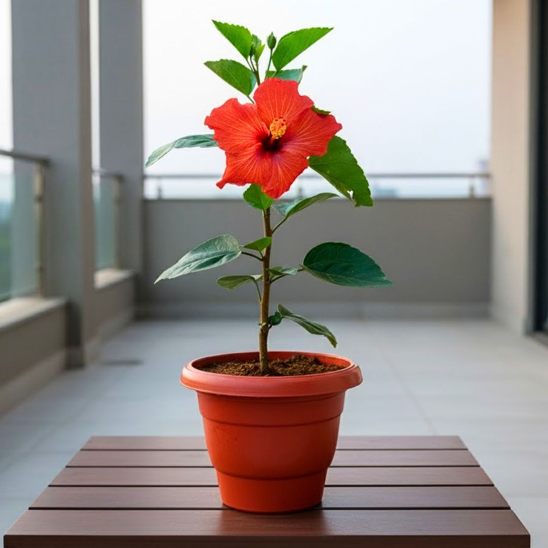 Hibiscus / Gudhal Red in 10 Inch Terracotta Red Classy Plastic Pot