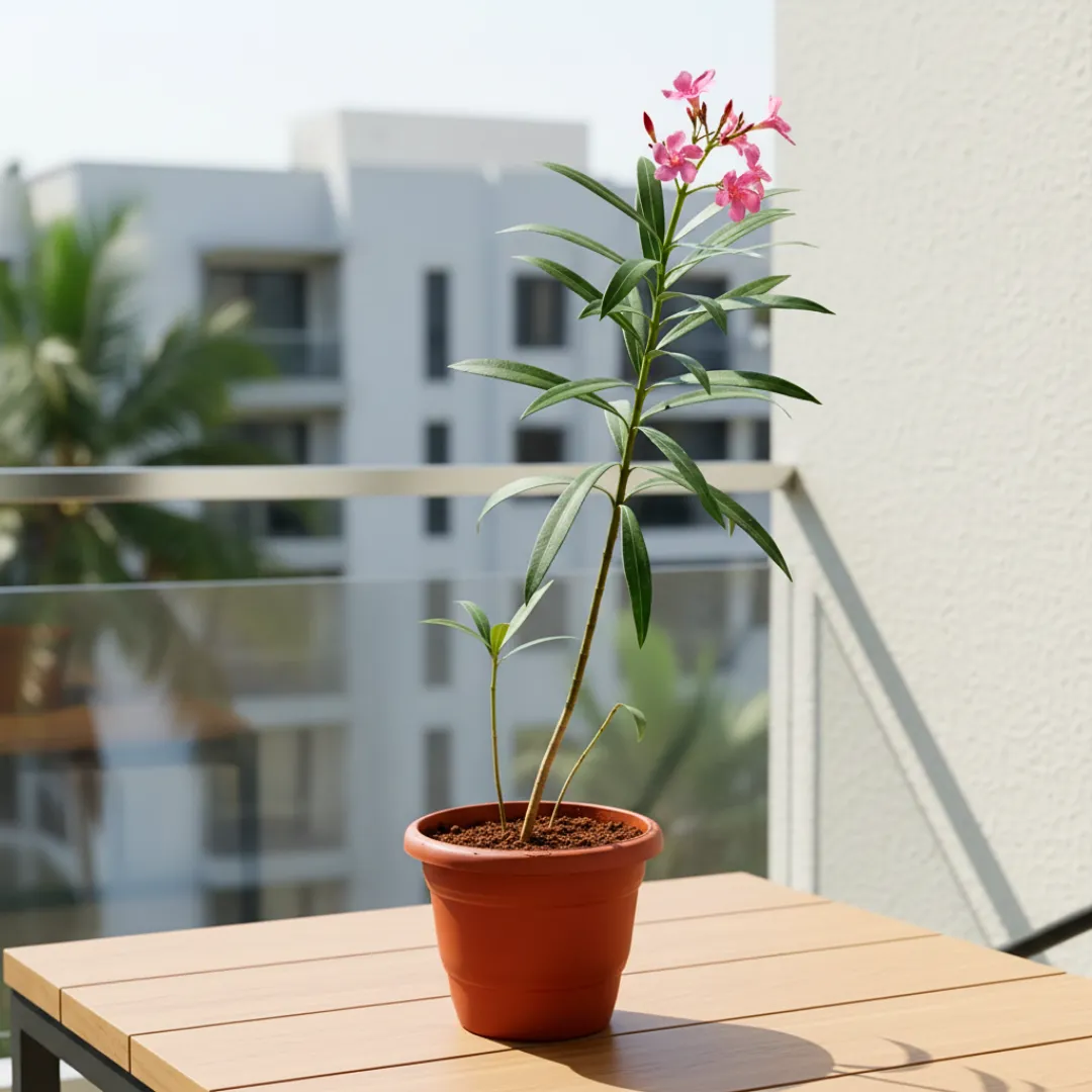 Kaner pink  in 7 Inch Terracotta Red Classy Plastic Pot