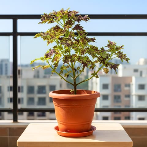 Coleus Red (Any Design) in 7 Inch Live Plant Terracotta Red Classy Plastic Pot With Tray