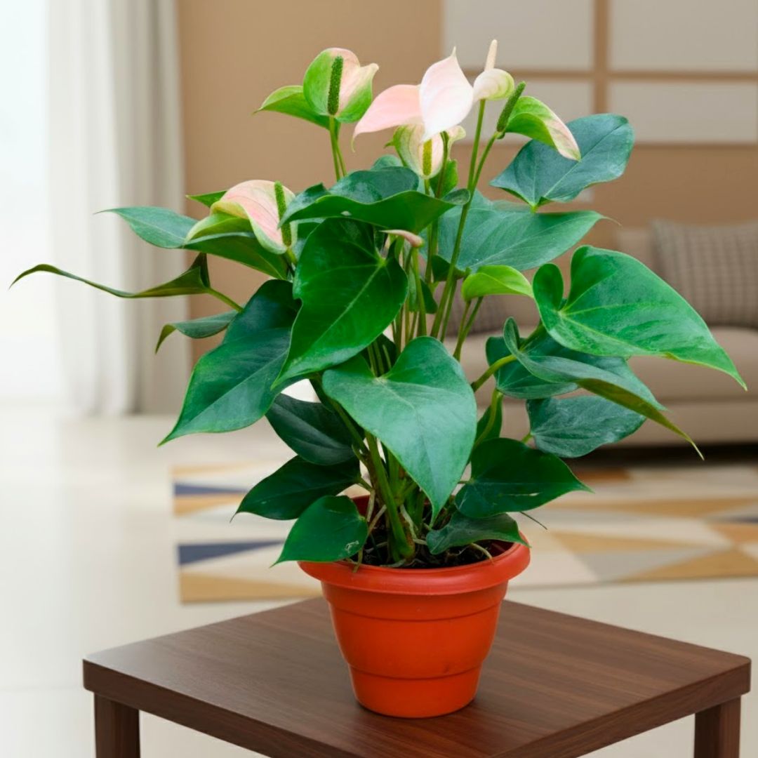 Anthurium Pink in 10 Inch Terracotta Red Classy Plastic Pot