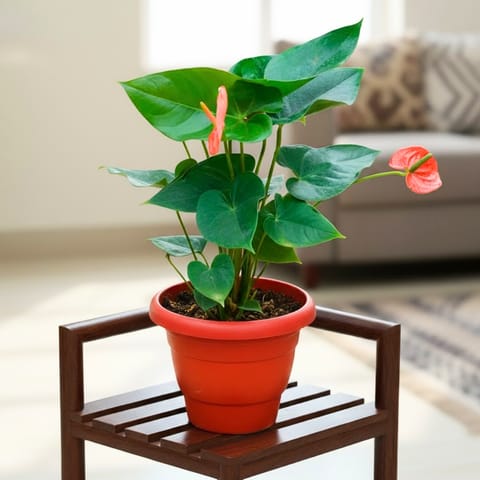 Anthurium Orange in 10 Inch Terracotta Red Classy Plastic Pot