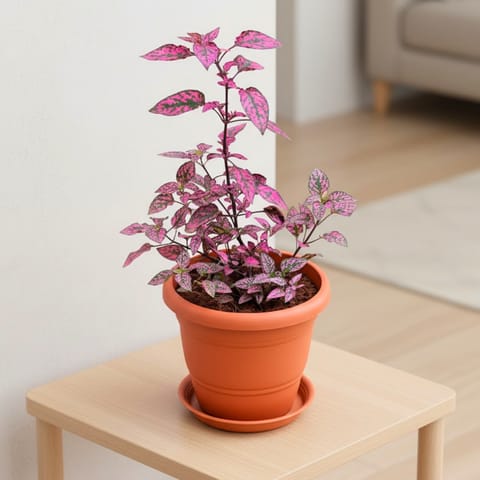 Polka Dot Red in 7 Inch Classy Red Plastic Pot with Tray