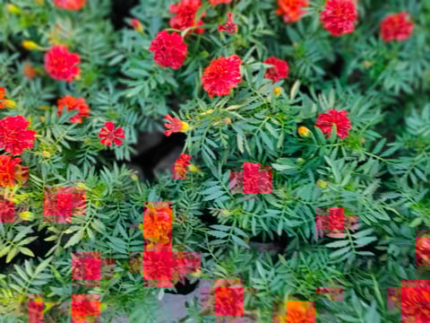 Set of 3 - Marigold Jafri Red in 4 Inch Nursery Bag