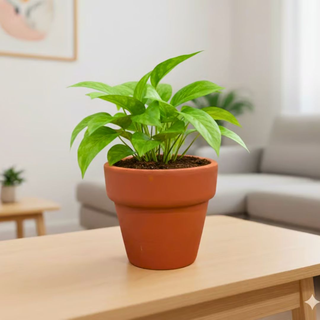 Gift Ready - Money Plant Green in 3 inch Dhara Maati Pot - Natural Clay Classic Look - comes in a beautiful gifting bag