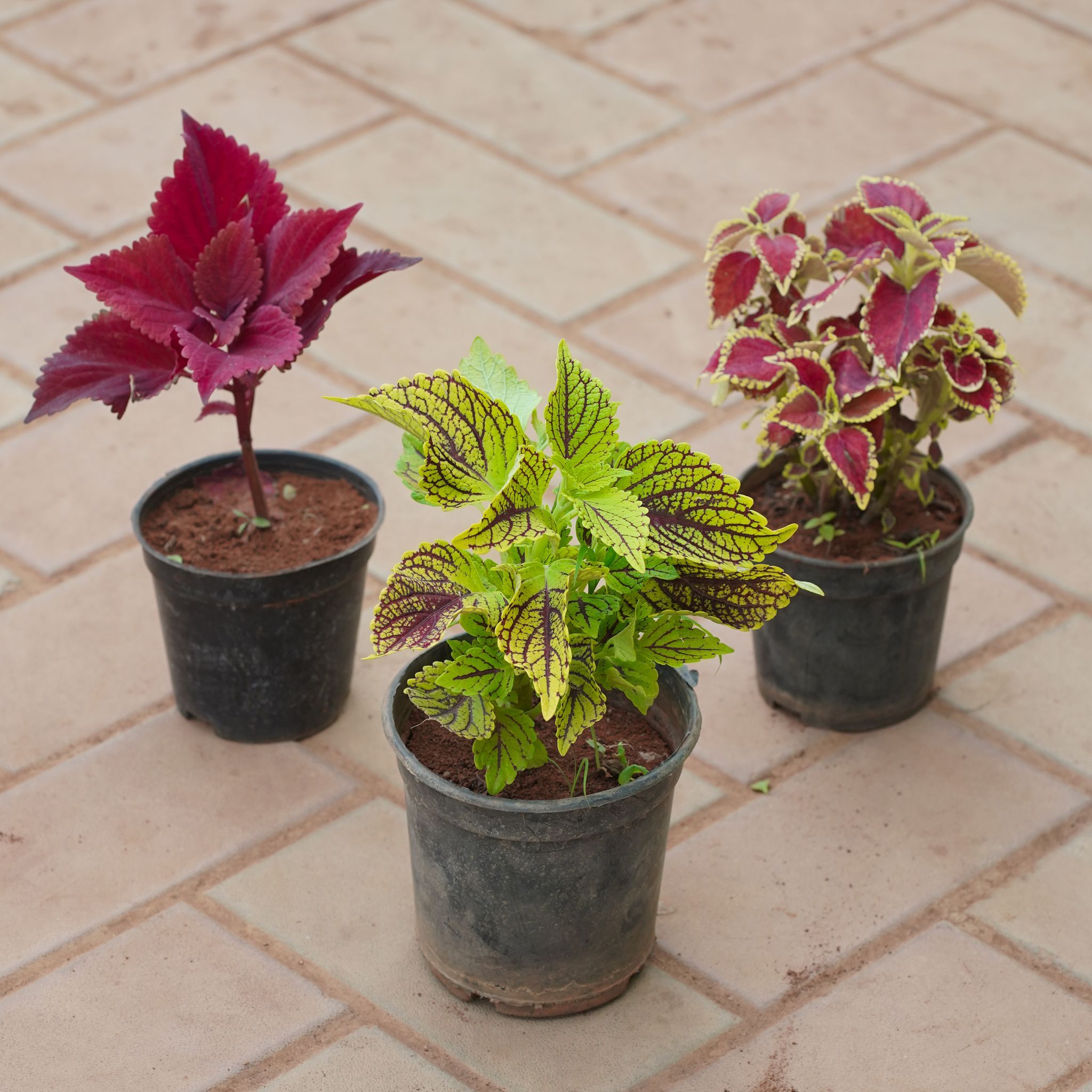 Set of 3 - Coleus (any colour) in 6 Inch Nursery Pot