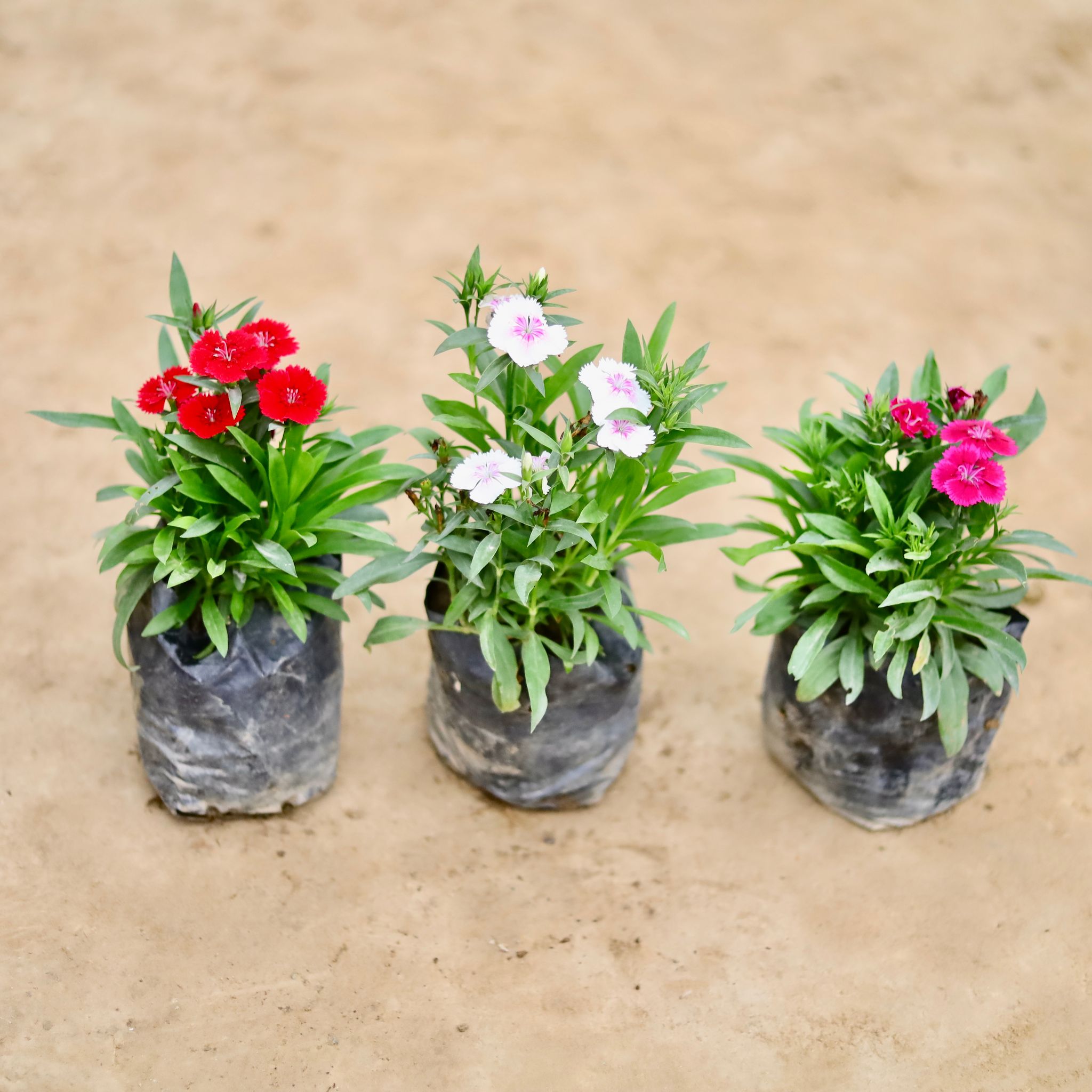 Set Of 3 - Dianthus (Any Colour) in 4 Inch Nursery bag
