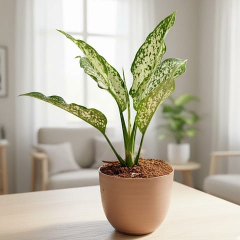 Aglaonema Snow White in 4 Inch Mocha Avora Premium Plastic Planter