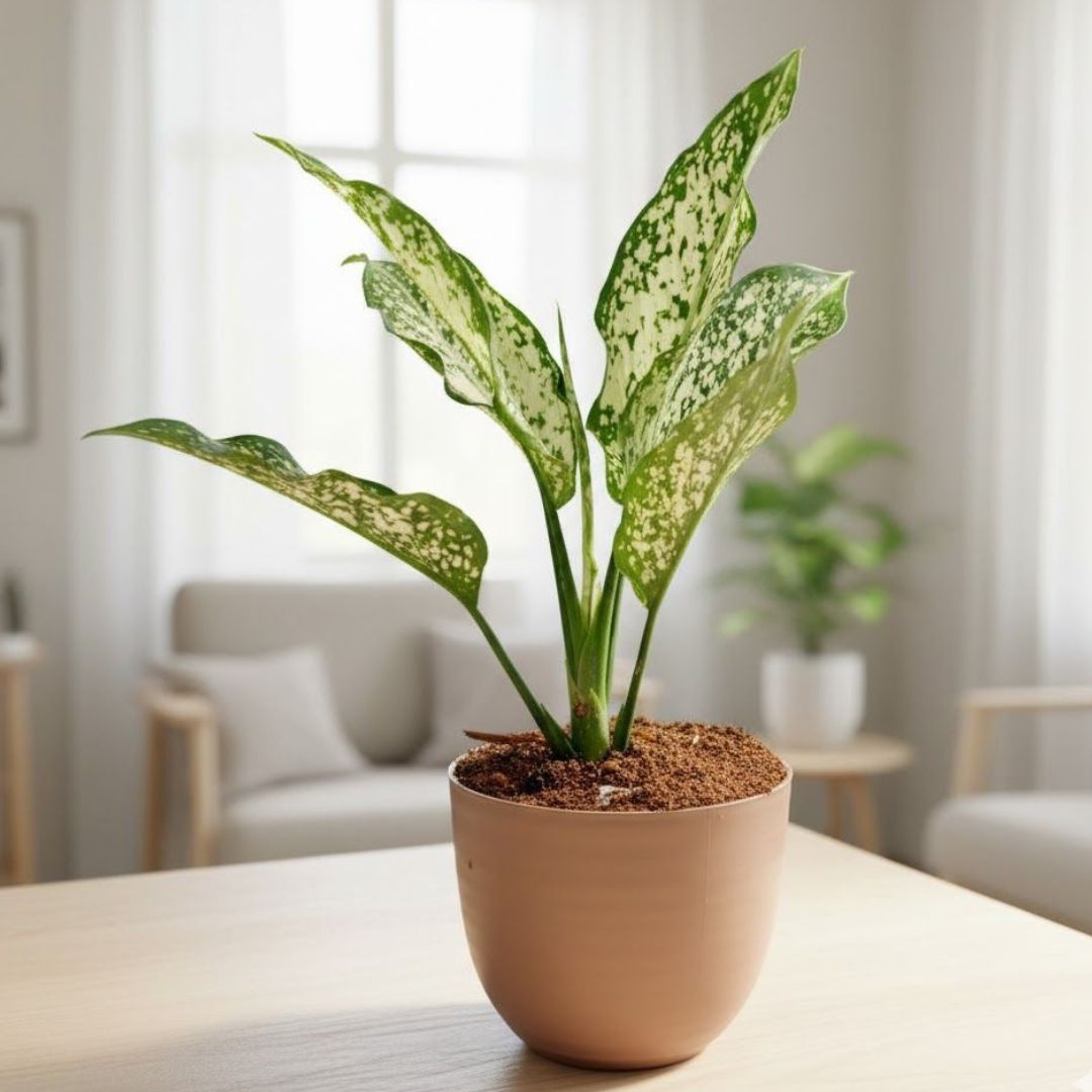 Aglaonema Snow White in 4 Inch Mocha Avora Premium Plastic Planter