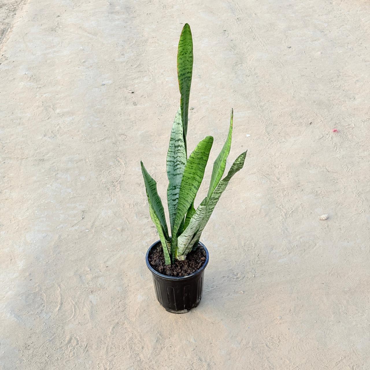 Snake Green (~ 1 Ft) in 6 Inch Nursery Pot