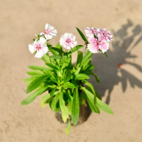 Free Gift - Dianthus (Any Colour) in 4 Inch Nursery Bag- Flash Sale