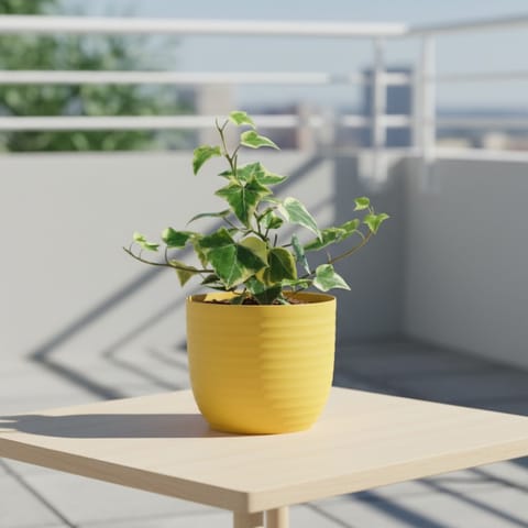 English Ivy in 4 Inch Bloom Yellow Avora Premium Plastic Planter