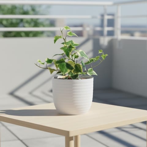 English Ivy in 4 Inch White Avora Premium Plastic Planter