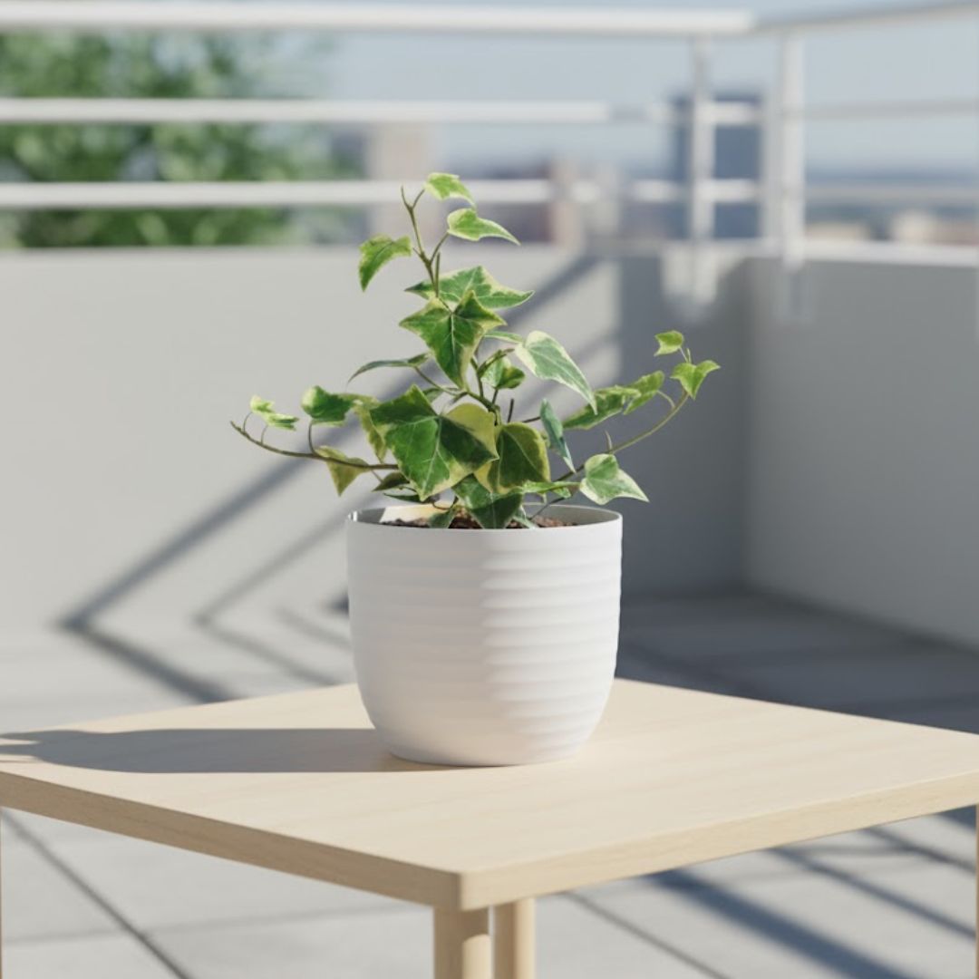 English Ivy in 4 Inch White Avora Premium Plastic Planter