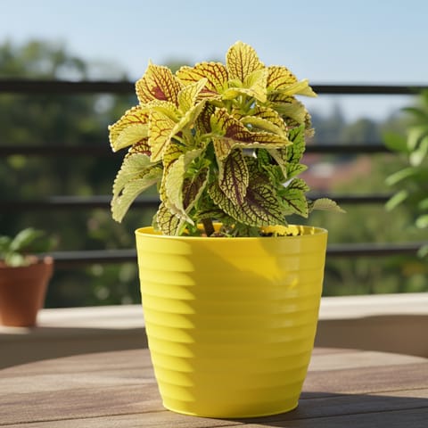 Coleus (Any Colour) in 4 Inch Live Fresh Plant Bloom Yellow Avora Premium Plastic Planter in Sector 9