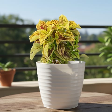 Coleus (Any Colour) in 4 Inch White Avora Premium Plastic Planter