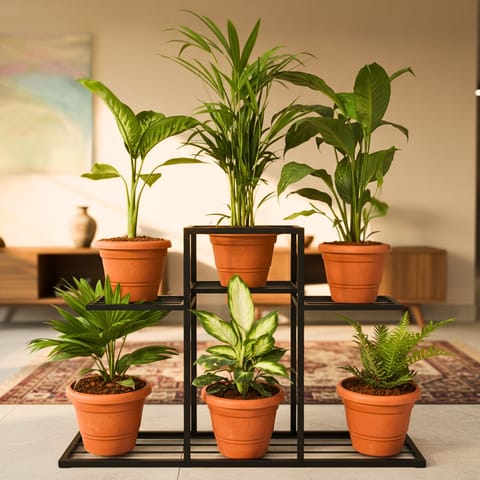 Indoor Jungle Special - Set of 6 - Dieffenbachia Tropic Snow, Areca Palm, Peace Lily, Fan / China Palm,Dieffenbachia Camillie & Green Fern in 7 inch Classy Red Plastic Pot