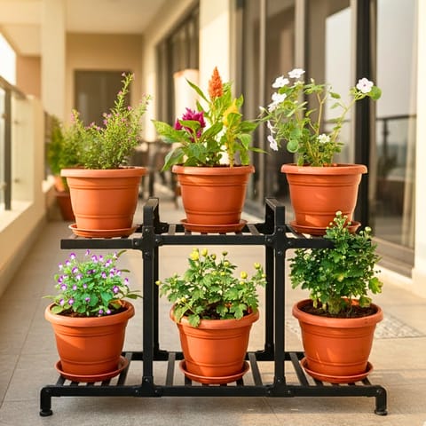 Color in the Cold - Set of 6 - Cuphea, Celosia Multicolour,Torenia,Chrysanthemum, Impatiens Balsamina White & Mogra (any colour) in 7 Inch Classy Red Plastic Pot with Tray