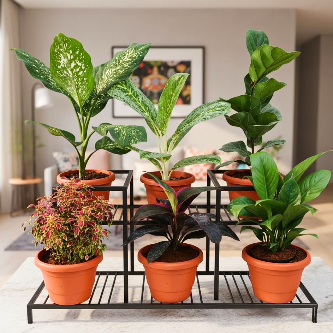 Indoor Garden Delight - Set of 6 - Aglaonema Snow White, Tiger, Fiddle Leaf Fig / Ficus Lyrata, Coleus Red, Dracaena Rosea & Peace Lily in 7 Inch Classy Red Plastic Pot