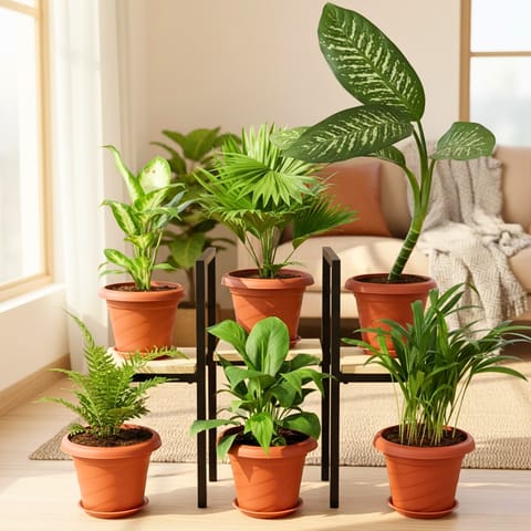 The Poise & Palm Squad - Set of 6 - Areca Palm , Peace lily , Green Fern , Dieffenbachia Seguin , China / Fan Palm & Dieffenbachia Dumbcane in 7 Inch Classy Red Plastic Pot With Tray