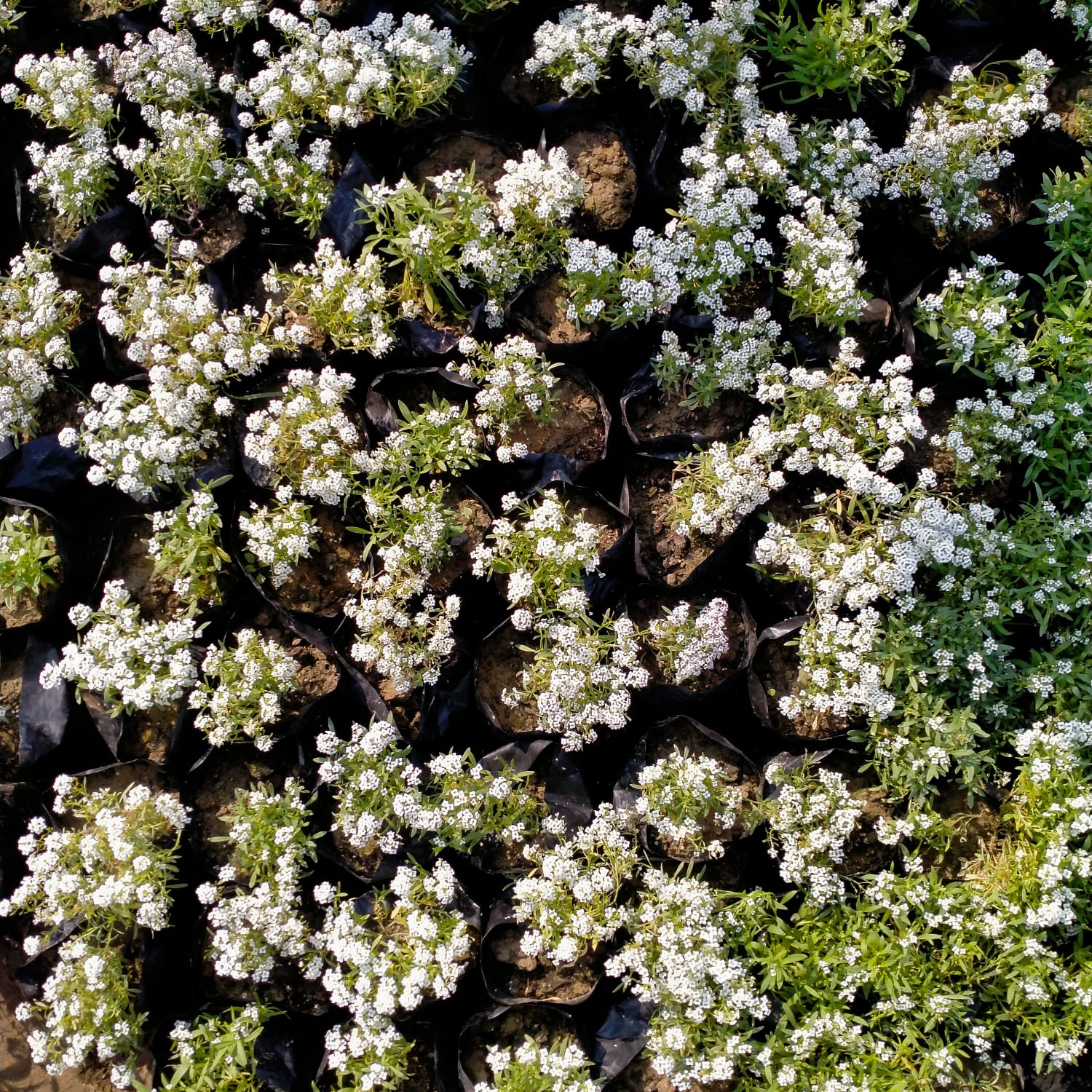 Set of 10 - Alyssum White in 4 Inch Nursery Bag