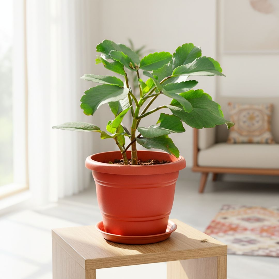 Patharchatta / Kalanchoe Pinnata in 7 Inch Classy Red Plastic Pot with Tray