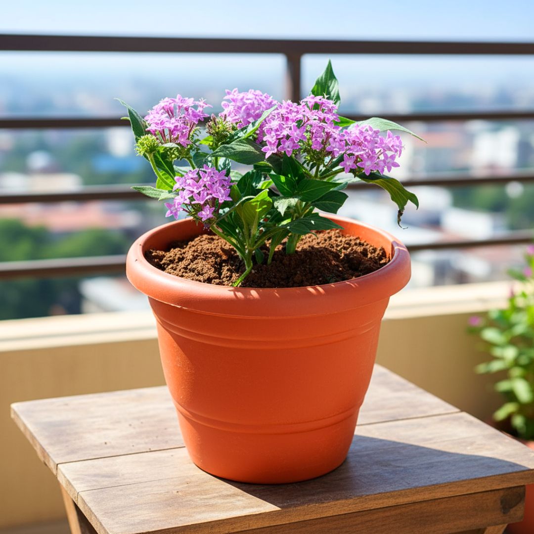 Pentas Purple in 7 Inch Classy Red Plastic Pot