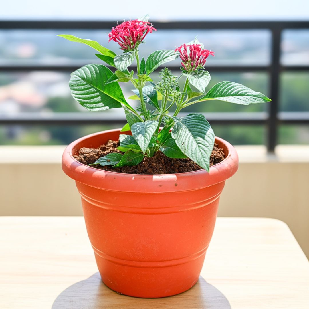 Pentas Red in 7 Inch Classy Red Plastic Pot