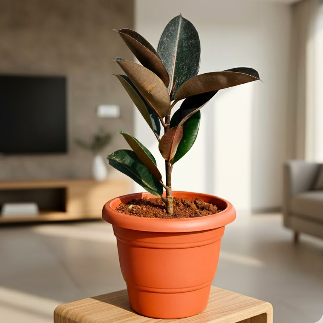 Rubber black in 7 Inch Terracotta Red Classy Plastic Pot