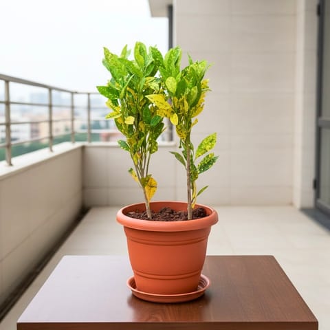 Baby Croton in 7 Inch Live Fresh Plant Classy Red Plastic Pot with Tray in Sector 4