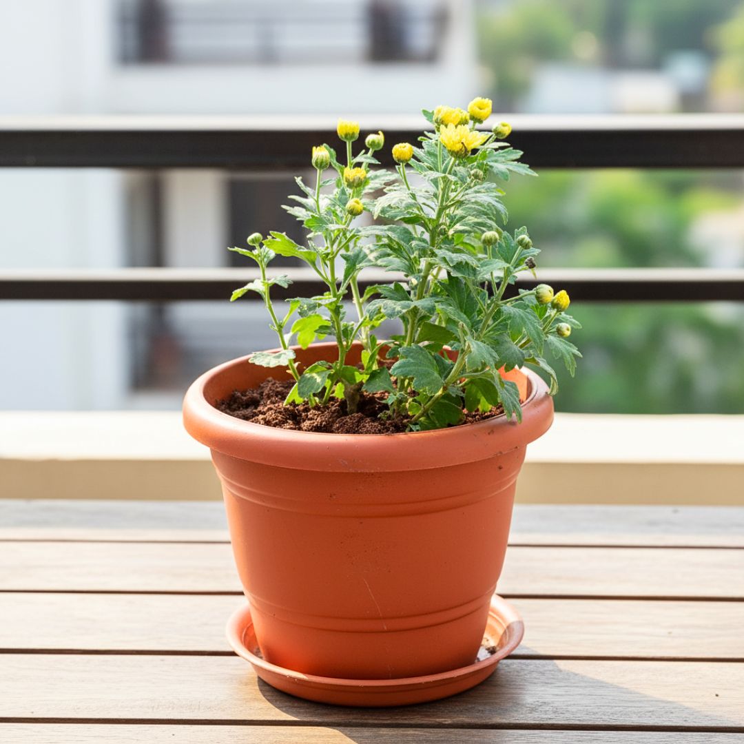 Chrysanthemum / Guldawari / Guldaudi Yellow in 7 Inch Classy Red Plastic Pot with Tray