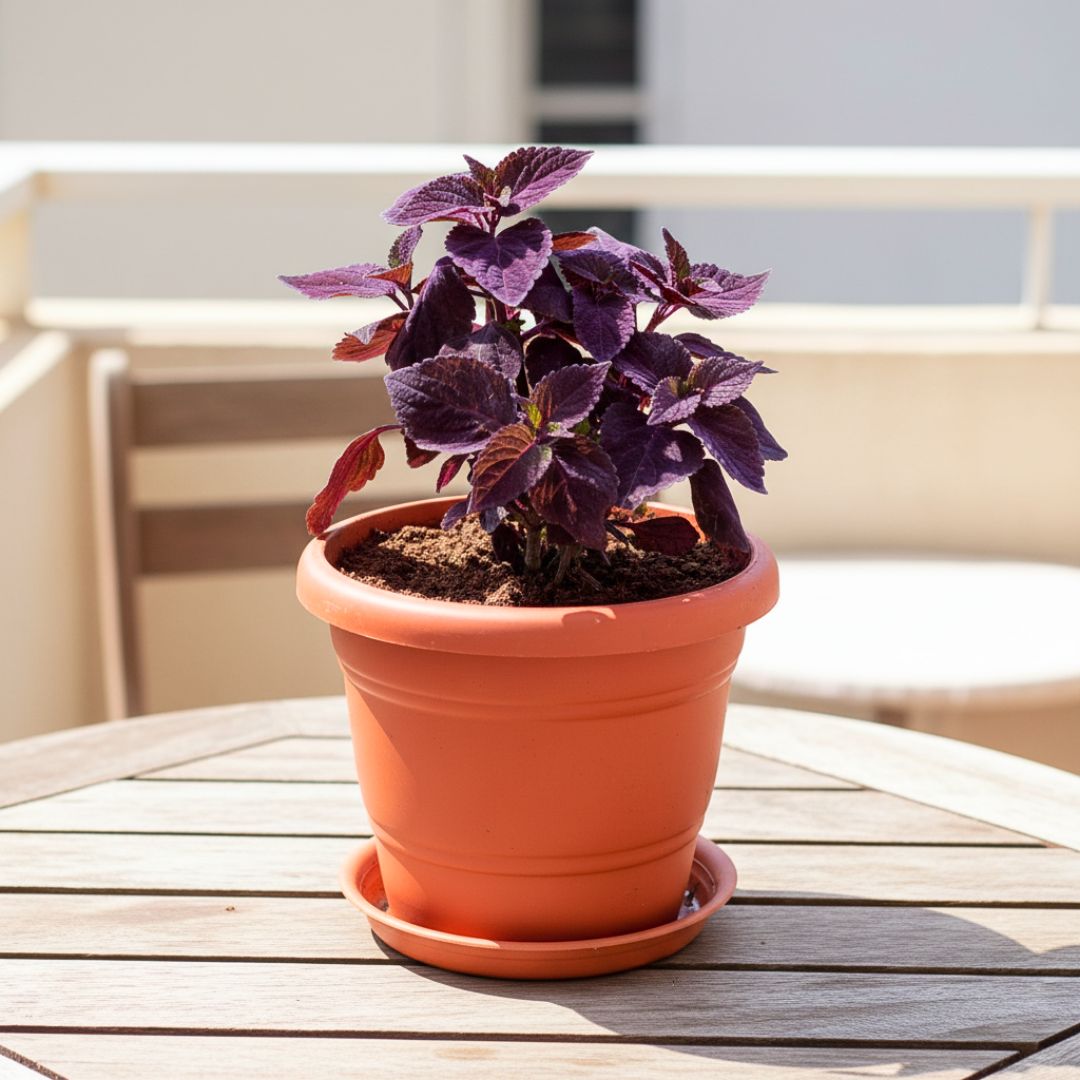 Coleus Red in 7 Inch Classy Red Plastic Pot with Tray
