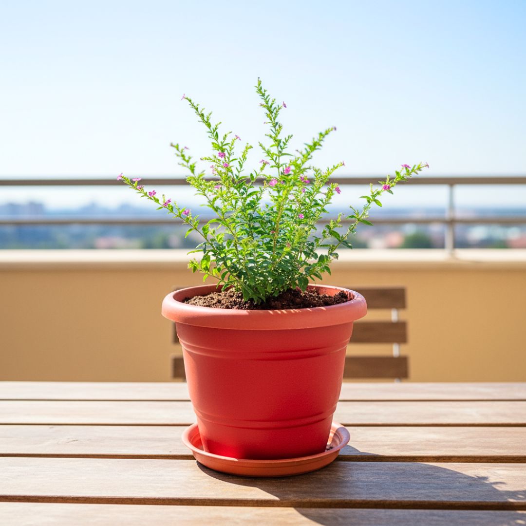 Cuphea / False Heather (any colour) in 7 Inch Classy Red Plastic Pot with Tray