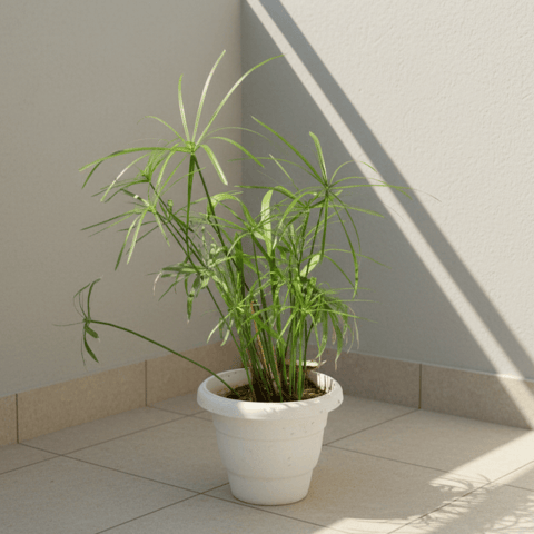 Umbrella Palm in 8 Inch Classy White Plastic Pot