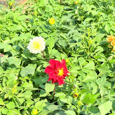 Set of 10 - Dahlia Dwarf (any colour) in 3 Inch Nursery Bag