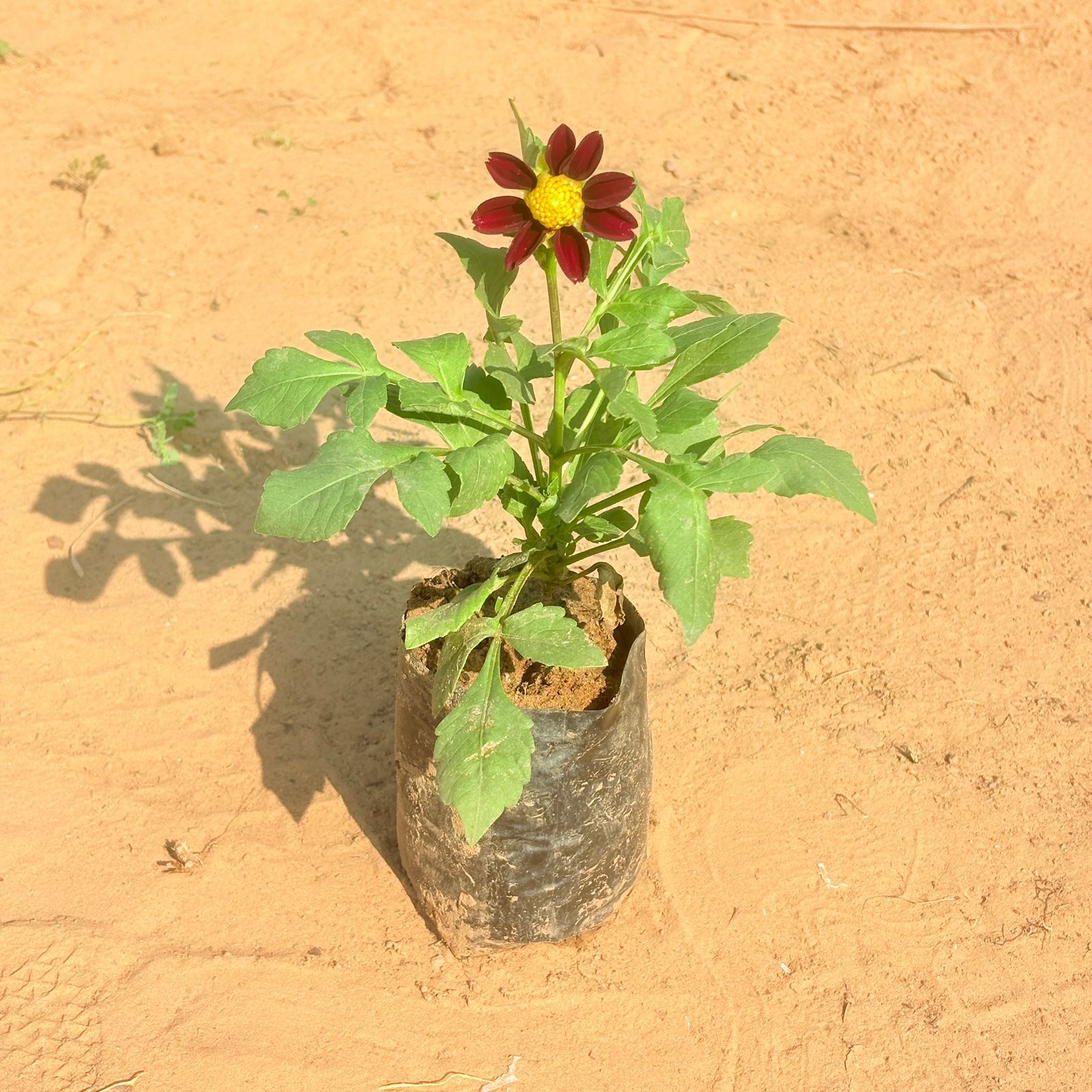 Dahlia Desi (any colour) in 3 Inch Nursery Bag