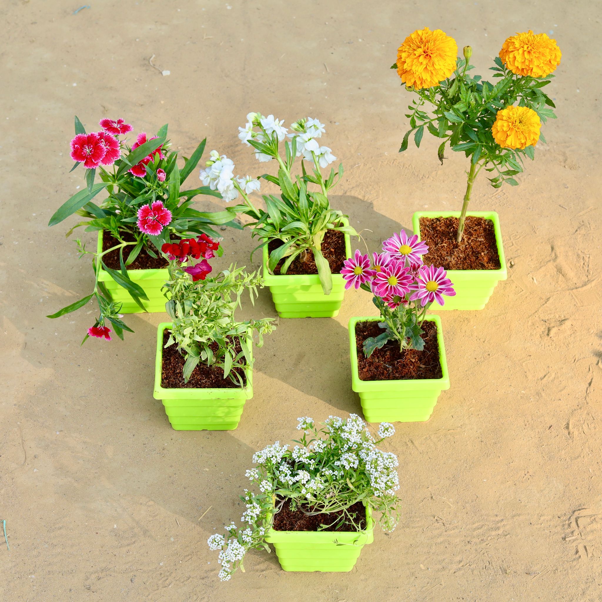Set of 6 - Dianthus, Stock, Marigold / Genda, Alyssum, Chrysanthemum & Dog Flower in 4 Inch Green Premium Orchid Square Plastic Pot