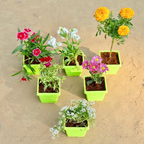Set of 6 - Dianthus, Stock, Marigold / Genda, Alyssum, Chrysanthemum & Dog Flower in 4 Inch Green Premium Orchid Square Plastic Pot