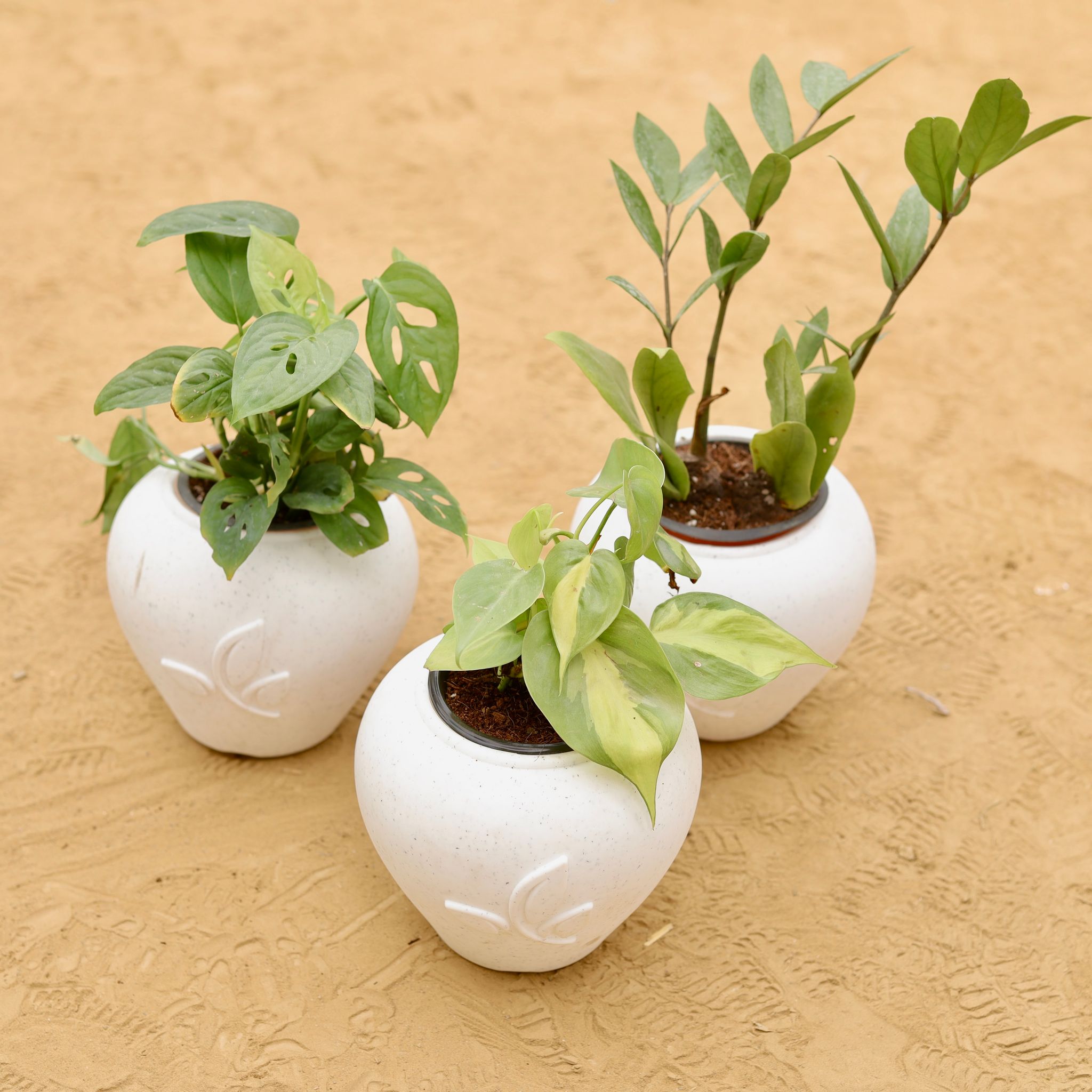 Set of 3 - Monstera Broken Heart, Zz Green & Oxycardium Vareigated in 7 Inch Plain White Premium Apple Leaf Plastic Pot