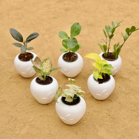 The Designer Indoor Green Set - Set of 6 - Rubber Black, Fiddle Leaf Fig, ZZ Green, Aglaonema Pink Dalmatian, Money Plant Golden & Syngonium Candyfloss in 7 Inch Live Plant Plain White Premium Apple Leaf Plastic Pot