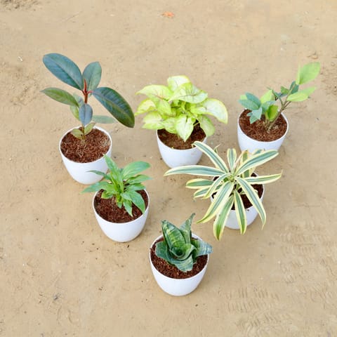 Air Purifying Special - Set of 6 - Rubber, Syngonium Yellow, ZZ green, Peace Lily, Song of India & Snake Green in 4 Inch White Premium Orchid Round Plastic Pot