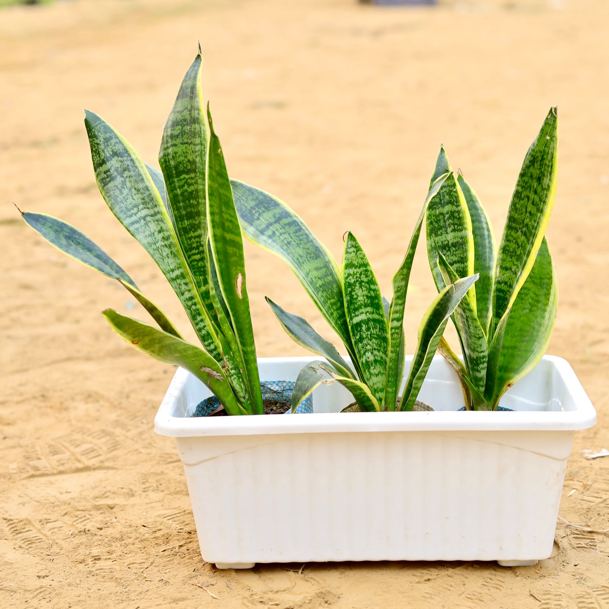 Master Air Purifier - Three Snake Dwarf Variegated (~ 1 Ft) in 14 Inch White Premium Jupiter Rectangular Window Planter