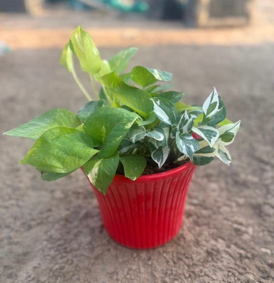 3-in-1 Money Mix- Money Plant Green, Golden, Njoy styled in beautiful red 8 inch Plastic Pot