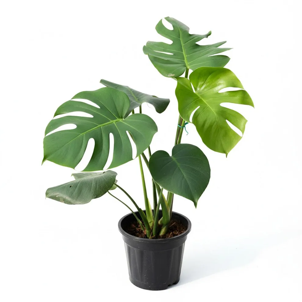 Monstera Deliciosa in 8 Inch Nursery Pot